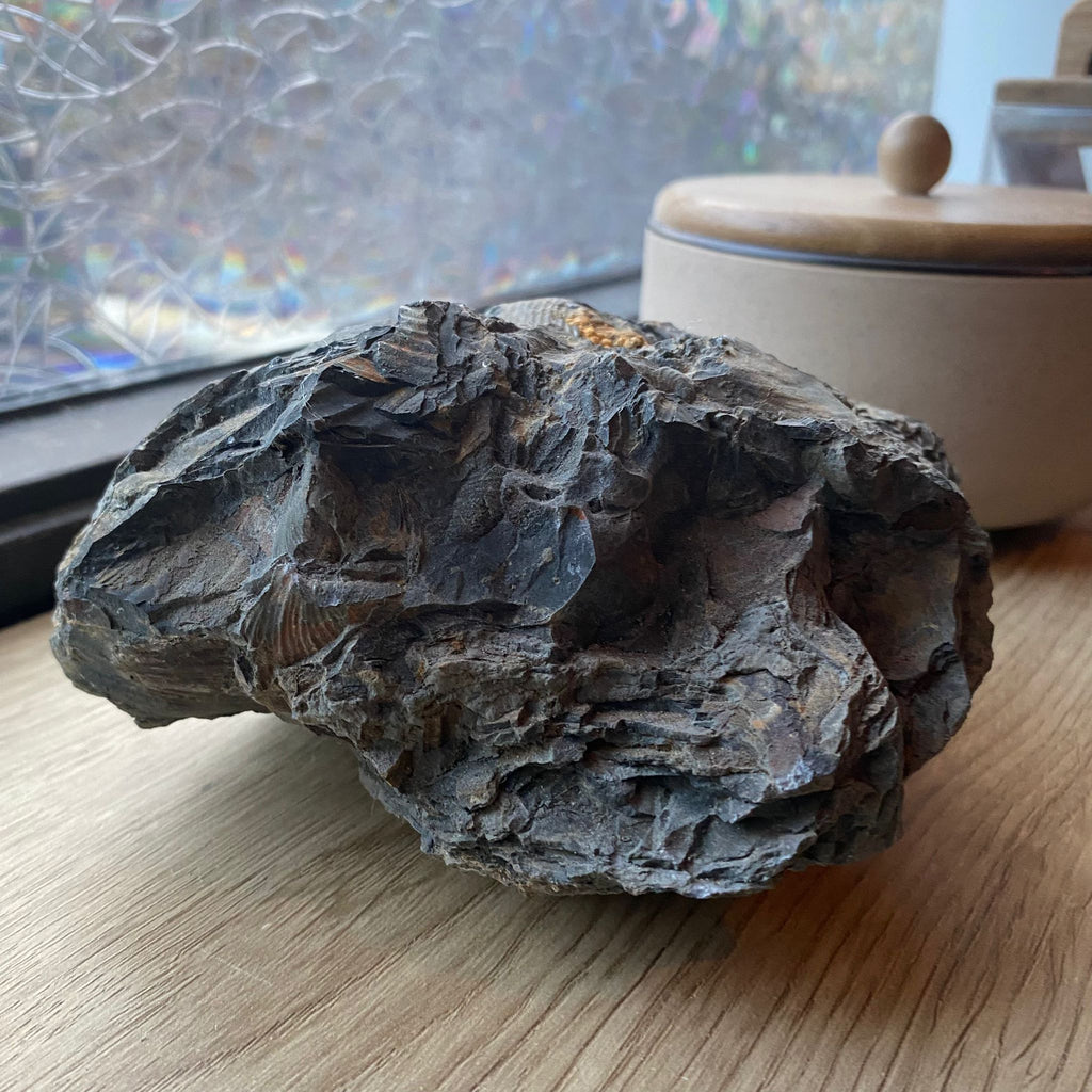 Fossiele Gesteente met Schelpafdrukken - 1578 gram