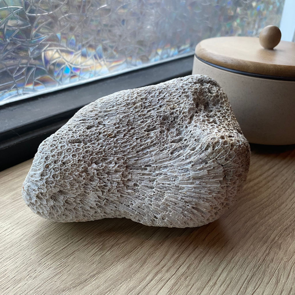 Fossiel Koraal - 761 gram