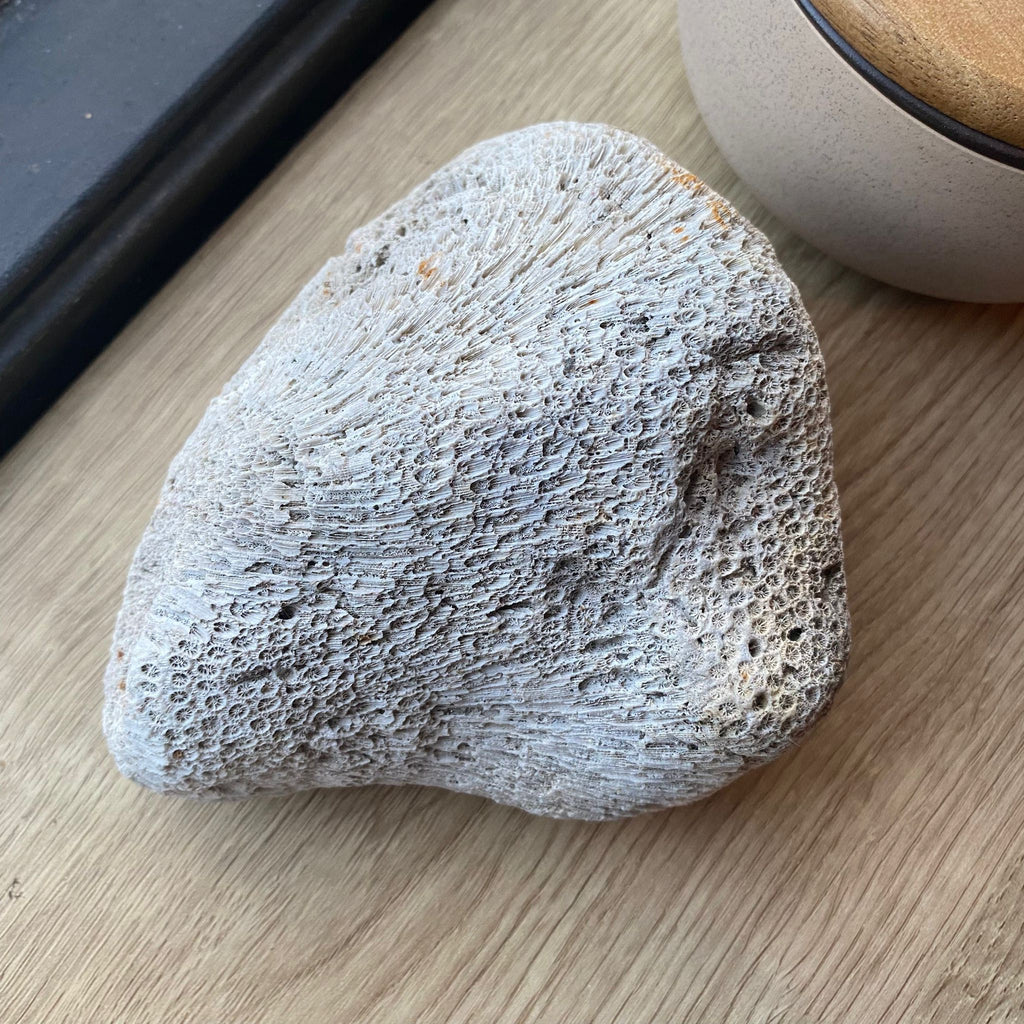 Fossiel Koraal - 761 gram
