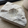 Fossiele schelp in kalksteen - 733 gram